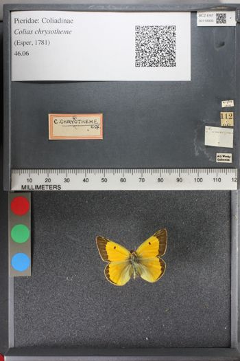 Media type: image;   Entomology 118935